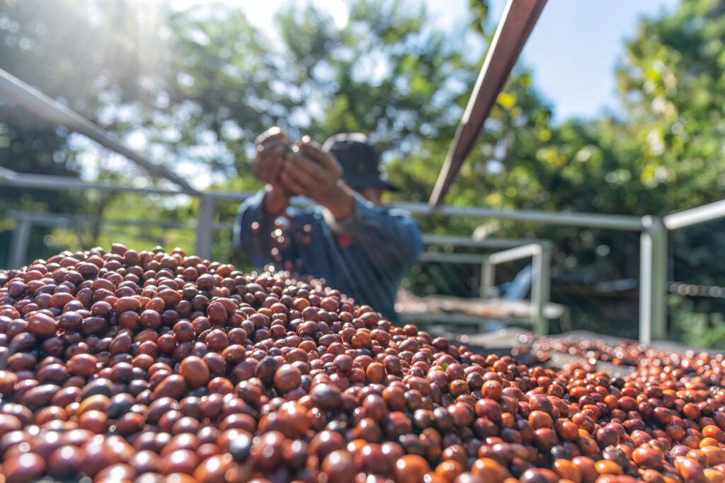 Como funciona a exportação de café no Brasil?